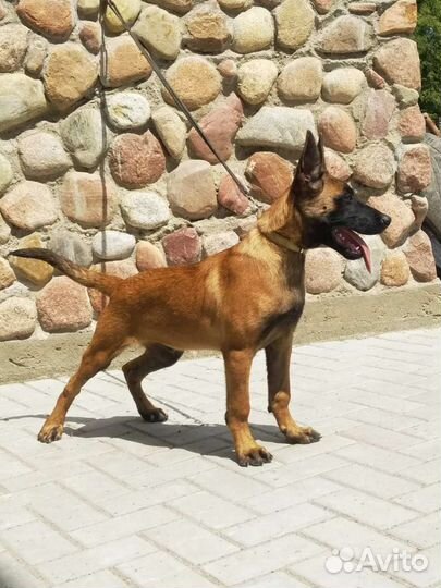 Бельгийская овчарка