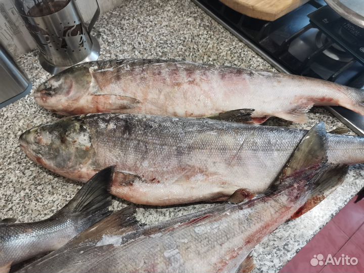 Кета потрошёная с головой