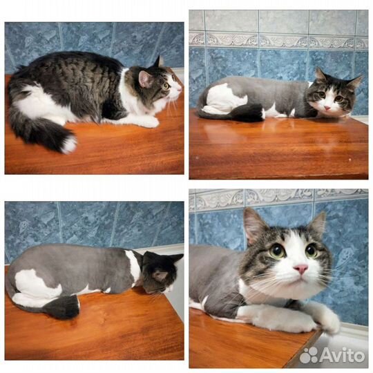 Стрижка кошек, стрижка когтей,гигиена