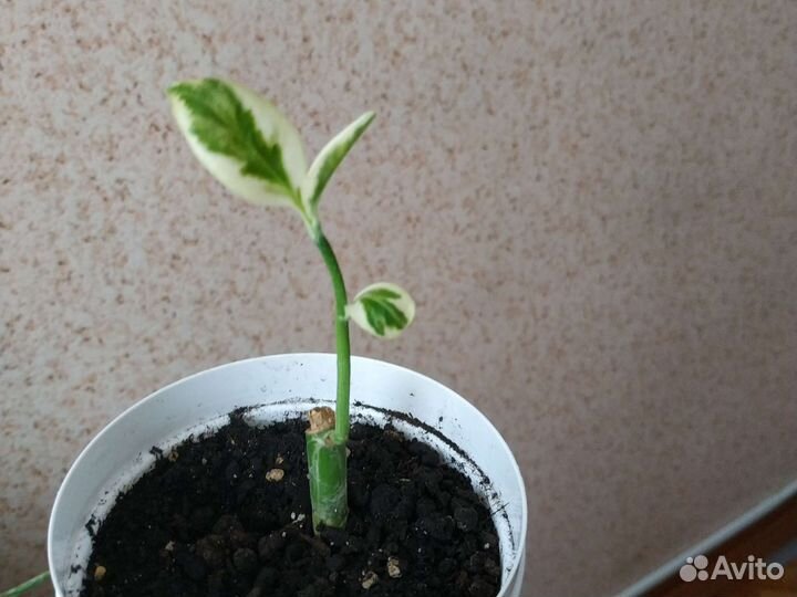 Педилантус