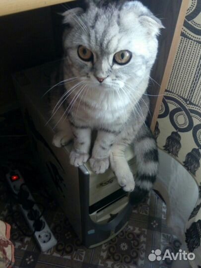 Вислоухий шотландец на вязку