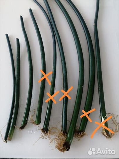 Сансевиерия Цилиндрика, толстянка