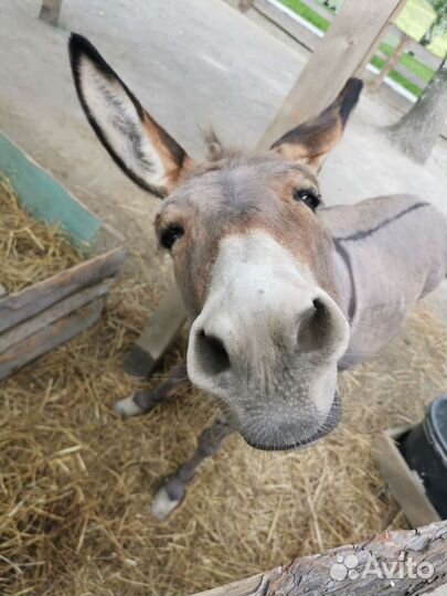 Лечение и ветеринарная помощь для сх животных