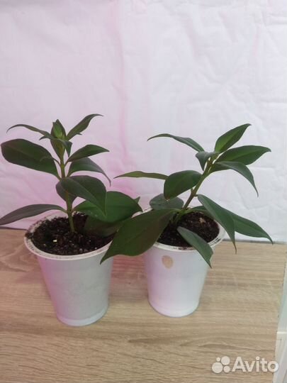 Эсхинантус жар птица