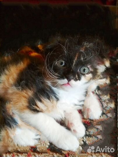 Вислоухая кошечка