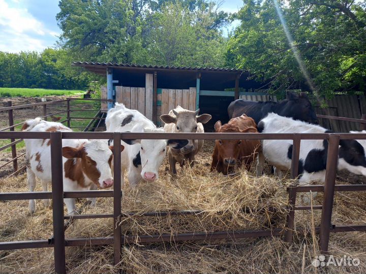 Телки 7-9 месяцев