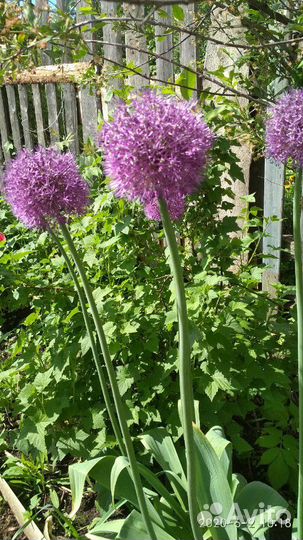 Лук декоративный