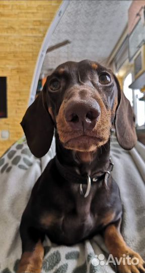 Собака в добрые руки отдам бесплатно