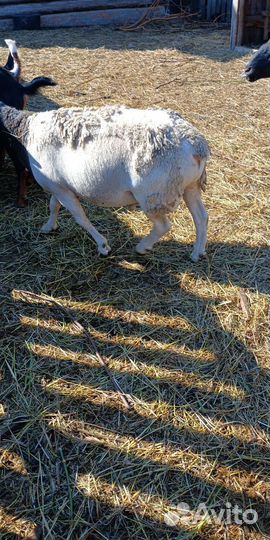 Дорпер ярки, баран, овцематка
