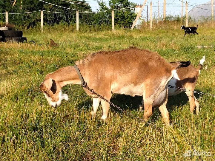 Козы на молоко