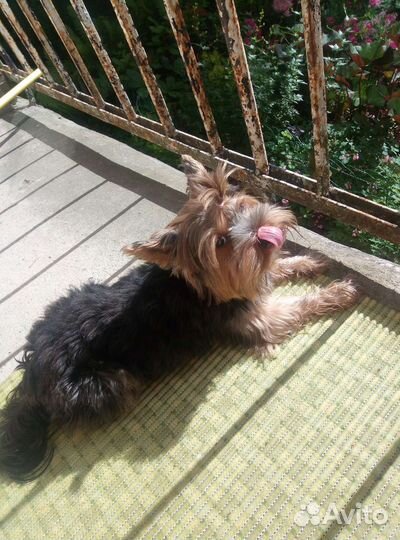 Йоркширский терьер мальчик вязка