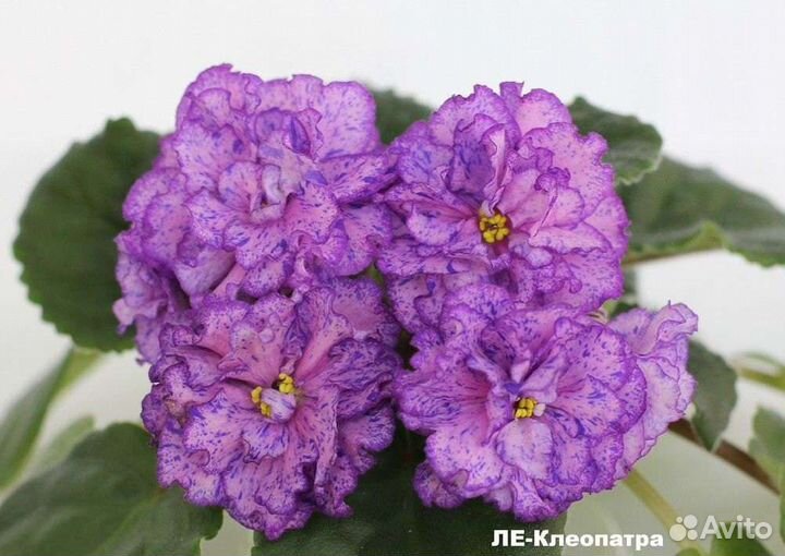 Детки Фиалок