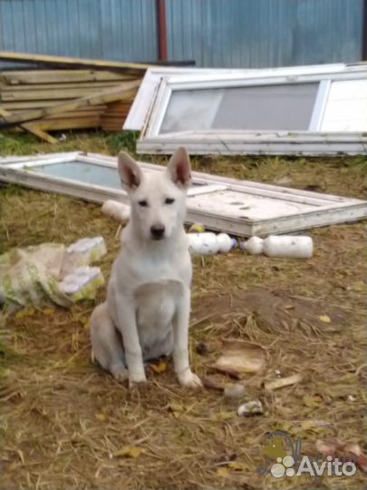 Послушный Ной для самых лучших родителей