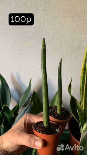 Сансевиерии в ассортименте