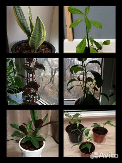 Комнатные цветы