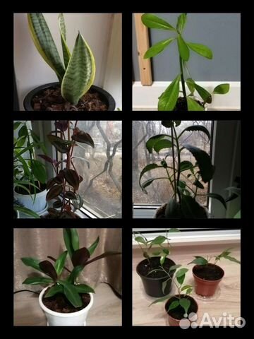 Комнатные цветы