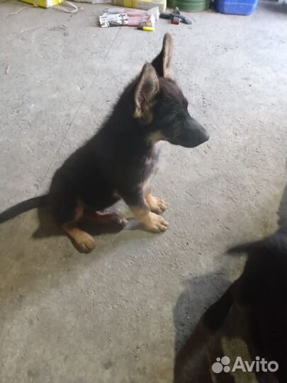 Немецкая овчарка