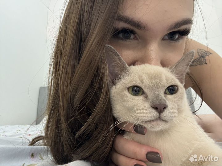 Бурманская лиловая