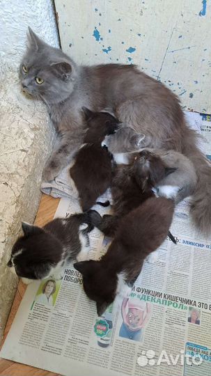 Отдаём котят в добрые ручки