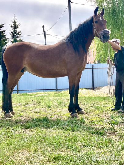 Кобыла супер