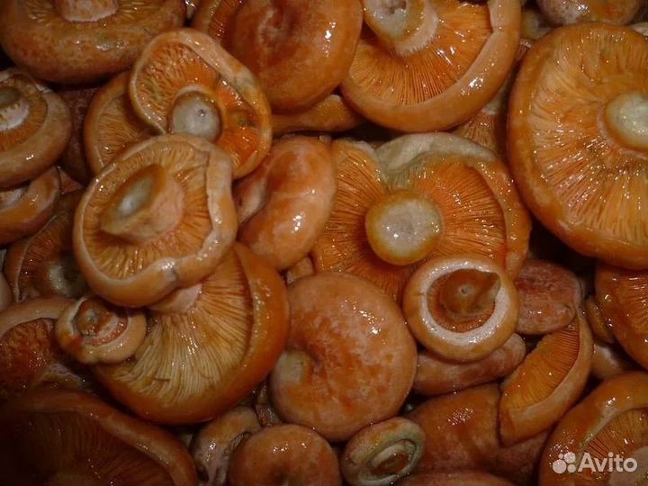 Грибы рыжики соленые