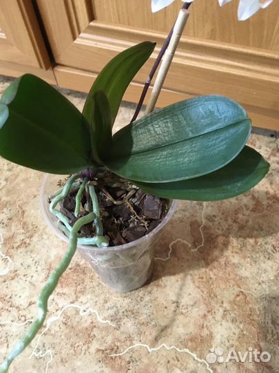 Орхидея Пульсация