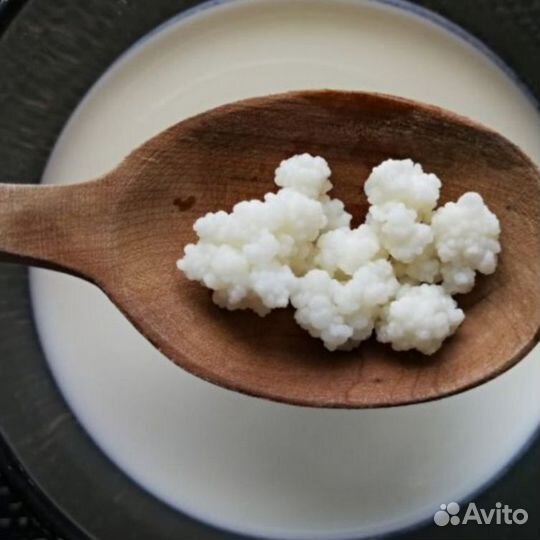 Тибетский молочный гриб