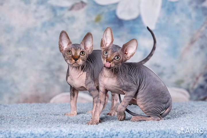 Элитные котята сфинкс