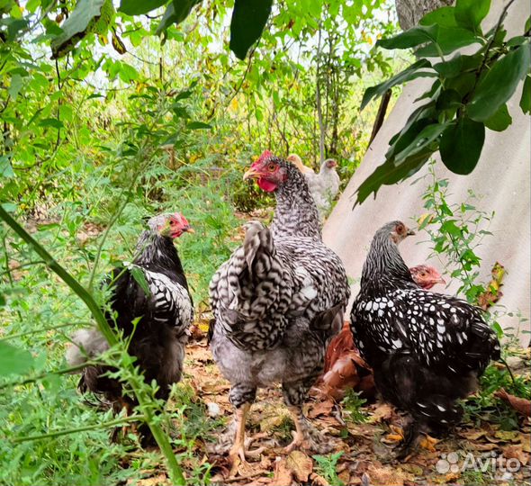 Орпингтон фарфоровый,кохинхин серебро,карлики