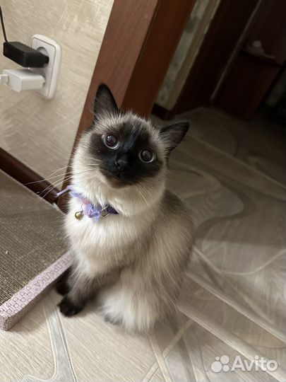 Сиамская кошечка