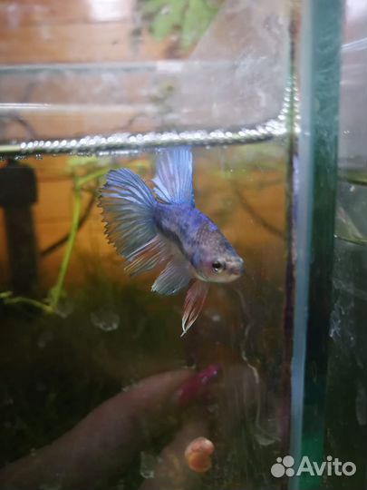 Рыбка петушок