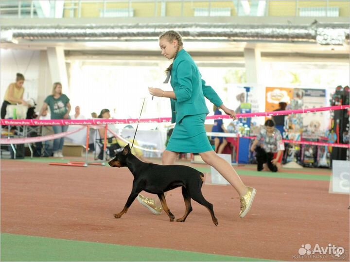 Хендлер, демонстрация собак на выставках Самара