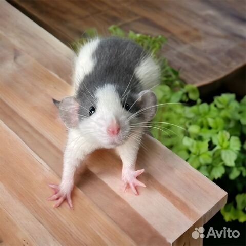 Крыса дамбо с клеткой. Крысята от питомника