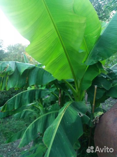 Банановое дерево