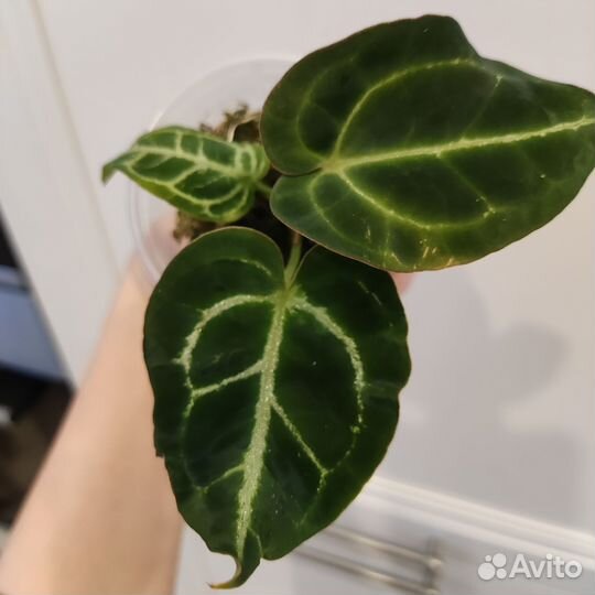 Антуриум кларинервиум