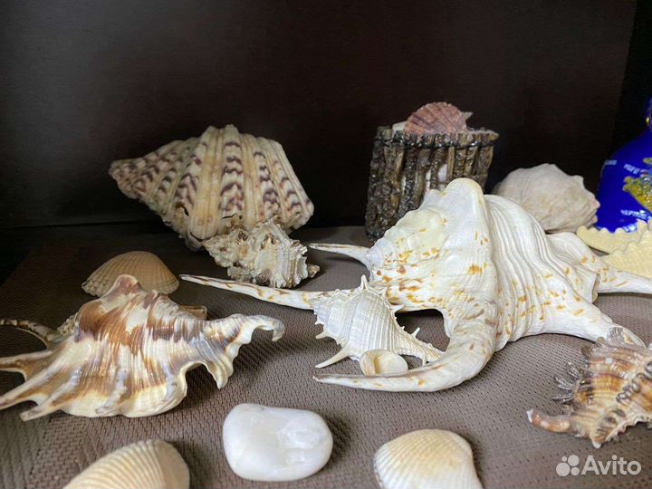 Морские ракушки