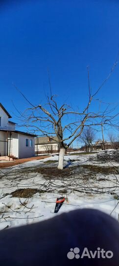 Обрезка плодовых деревьев