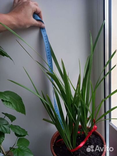 Финик канарский