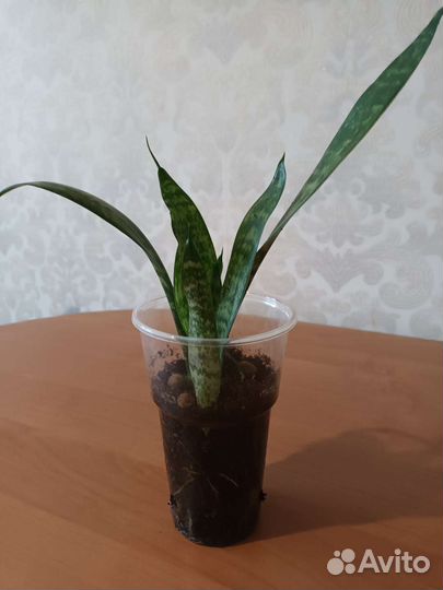 Сансевиерия