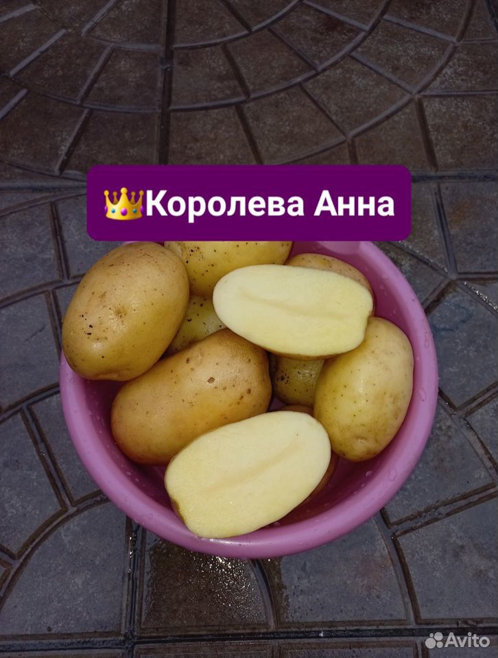 Картофель сынок фото отзывы. Миниклубни картофеля.