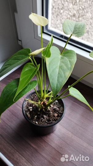 Антуриум Ванилла