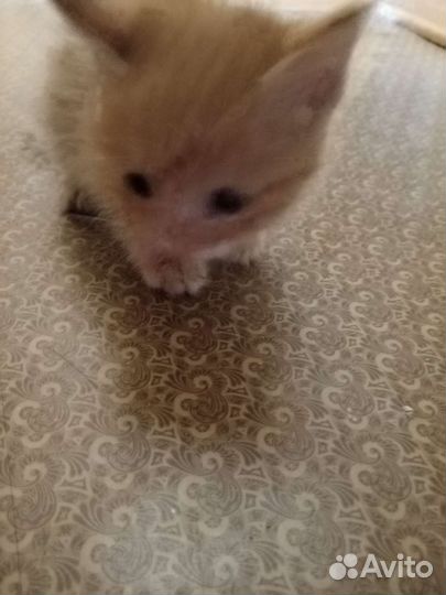 Рыжий котенок в добрые руки бесплатно