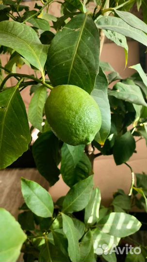 Лимонное дерево