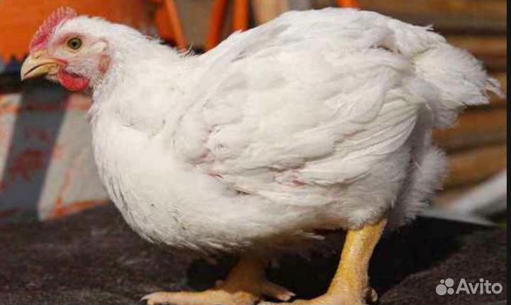 Курица деревенская халяль