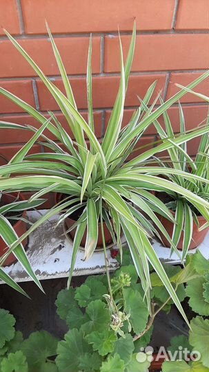 Каланхоэ,декабрист, традесканция, алоэ