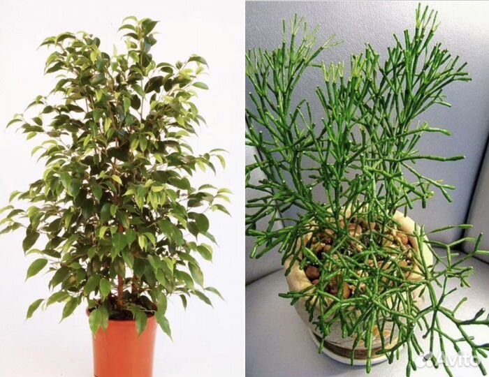 Хатиора/ Фикус Бенджамина