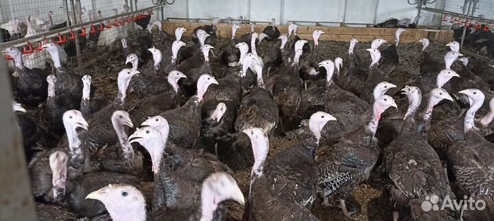 Индюшата подрощенные