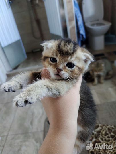 Шотландские котята