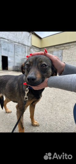 Олененок маленькая собачка выпуск на улицу