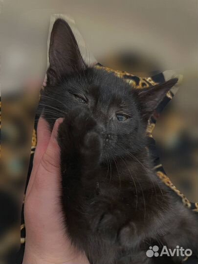 Котята в добрые руки бесплатно